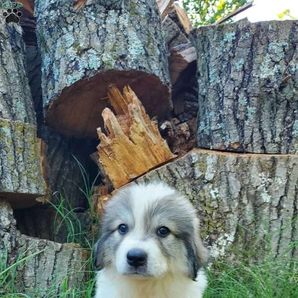 Pluto, Great Pyrenees Puppy